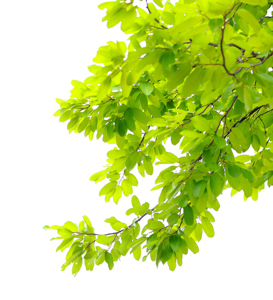 green leaf isolated on white background  - Photo, Image