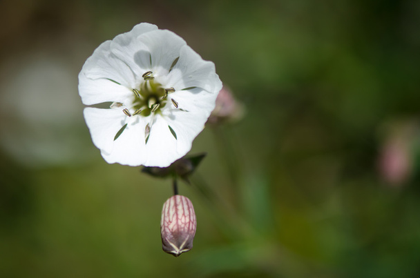 Merikampio (Silene vulgaris) kukka ja verhiö
 - Valokuva, kuva