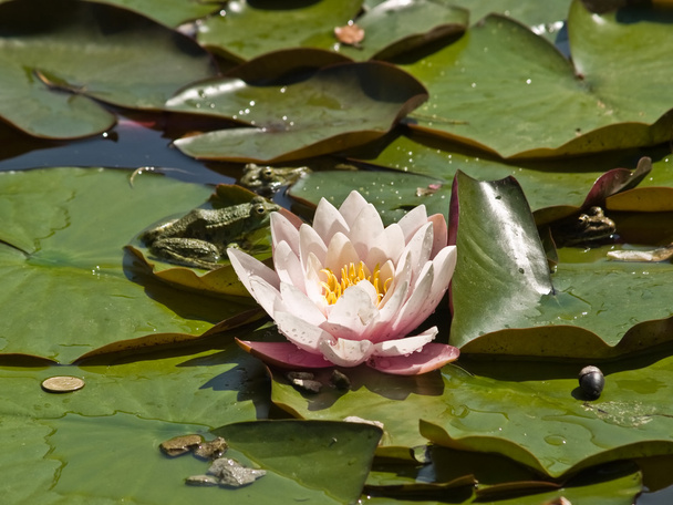 rosa lotus och grodor - Fotografie, Obrázek