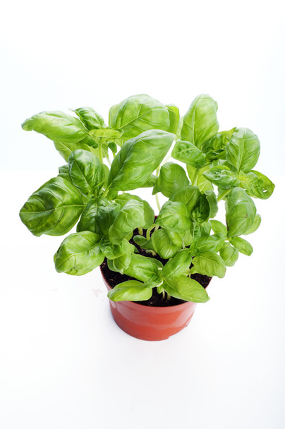 A pot of fresh green basil on a brown wooden board. White background. Isolated object. Vegan concept - Foto, Bild