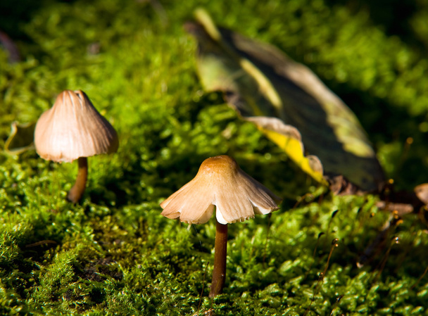 Pequeno fungo crescendo no musgo
 - Foto, Imagem