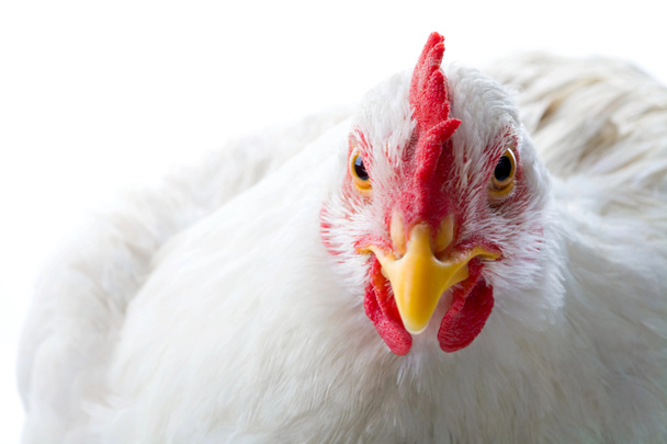 Beyaz tavuk - Fotoğraf, Görsel