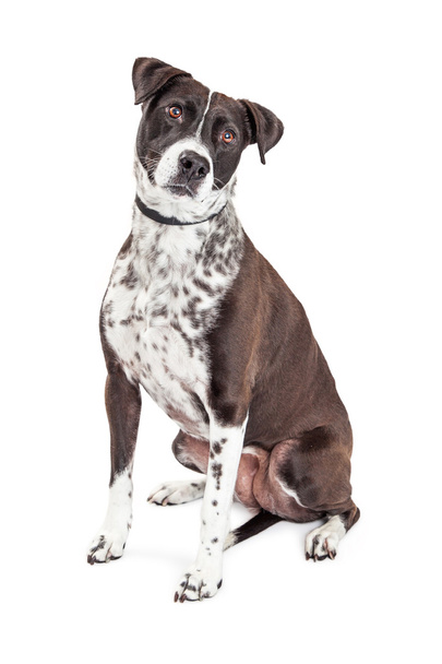 黒と白の犬 - 写真・画像
