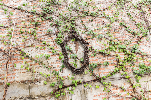 duvarda çerçeve ve sarmaşık yaprakları - Fotoğraf, Görsel