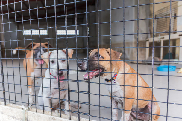Refugio para perros sin hogar, esperando un nuevo propietario
 - Foto, Imagen