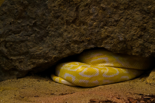 Yellow snake hiding in his nest - Photo, Image