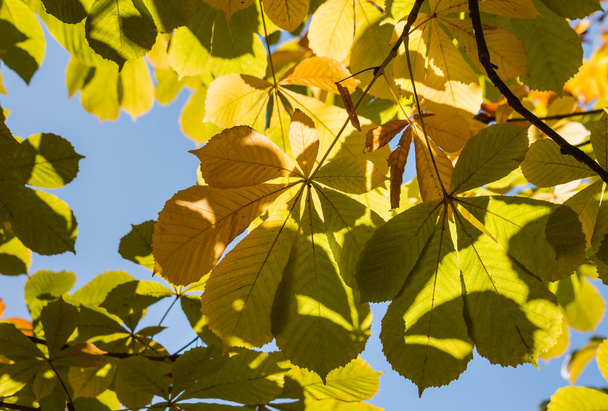 horse-chestnut leaves against blue sky - Fotó, kép