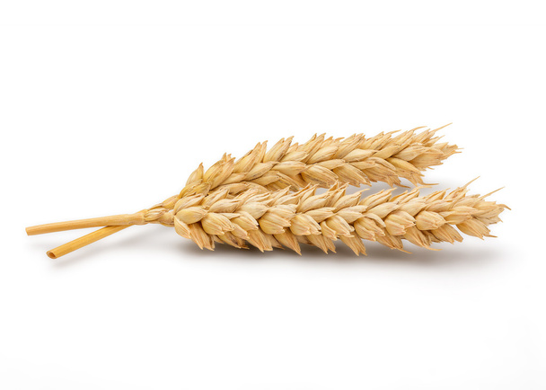 Oreja de trigo seco
 - Foto, imagen