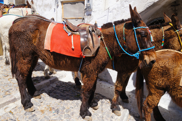 Ослів і мулів оснащені традиційними вуздечки, Санторіні, Греція. - Фото, зображення