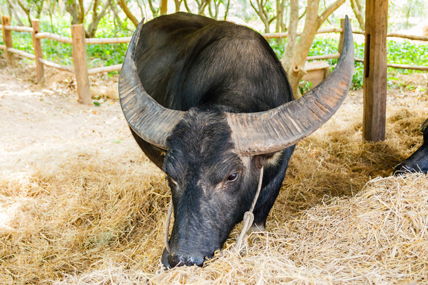 Zwarte buffalo eten hooi. - Foto, afbeelding
