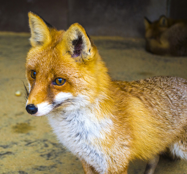 Portret szef red fox - Zdjęcie, obraz