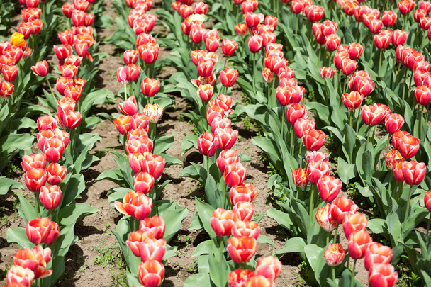 Ряди червоних тюльпанів зовні в сонячний день
 - Фото, зображення