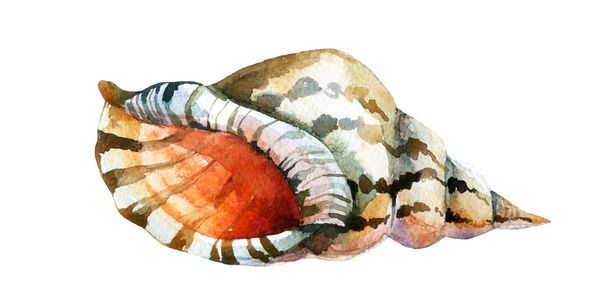 Aquarel shell geïsoleerd op witte achtergrond - Foto, afbeelding
