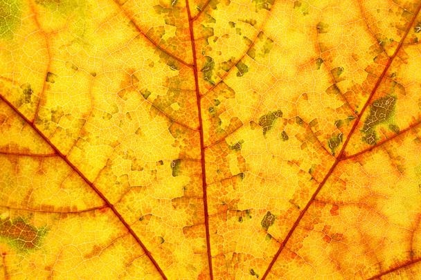 Textura de hoja de otoño
 - Foto, imagen