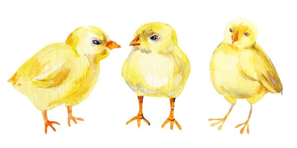 Pollo, gallina, gallo, huevo. Pintura acuarela
 - Foto, imagen