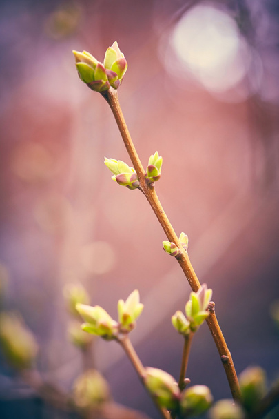 Eerste lente knoppen - Foto, afbeelding