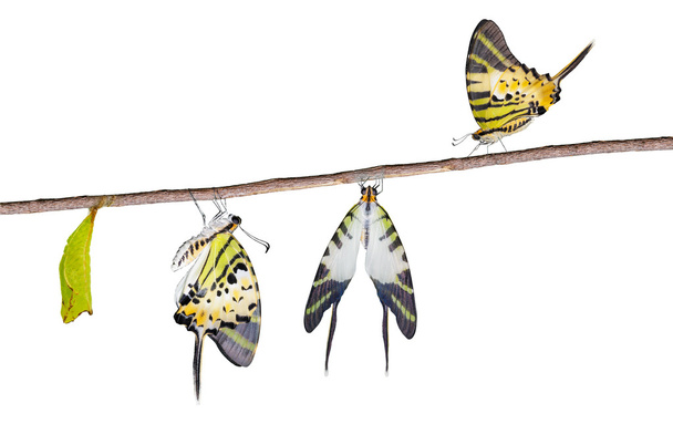 Ciclo di vita isolato della farfalla a coda di spada a cinque barre
 - Foto, immagini