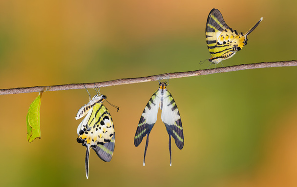 Ciclo di vita della farfalla a coda di spada a cinque barre
 - Foto, immagini