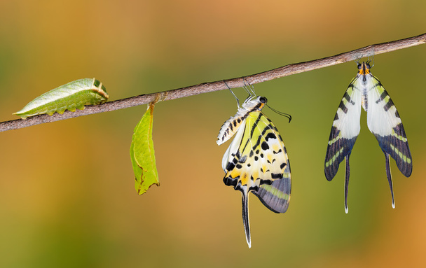 Five bar swordtail butterfly life cycle - Photo, Image
