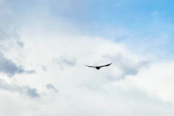 fliegender Vogel am Himmel - Foto, Bild