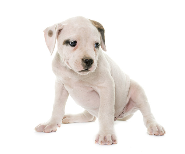 puppy american bulldog - Photo, Image