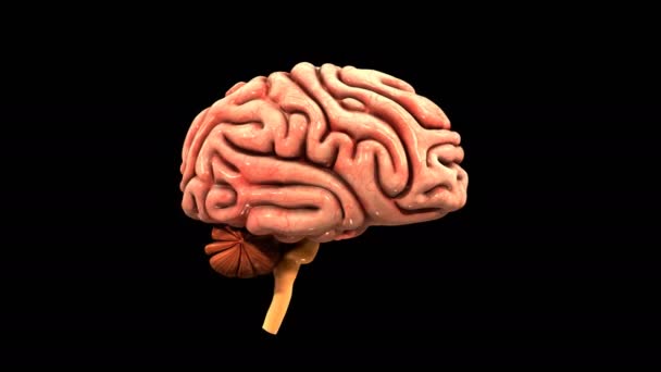 human brain anatomy - Footage, Video