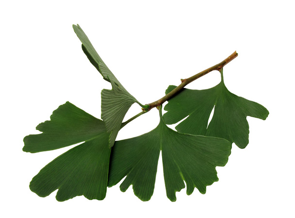 Ginkgo ramoscello fresco, pianta del ginkgo
 - Foto, immagini