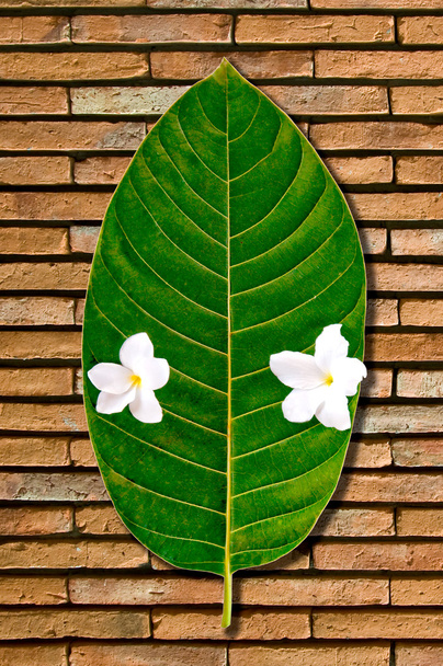 レンガ壁の背景に白い花と緑の葉 - 写真・画像