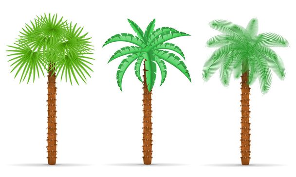 Palmuvektorin kuvitus - Vektori, kuva