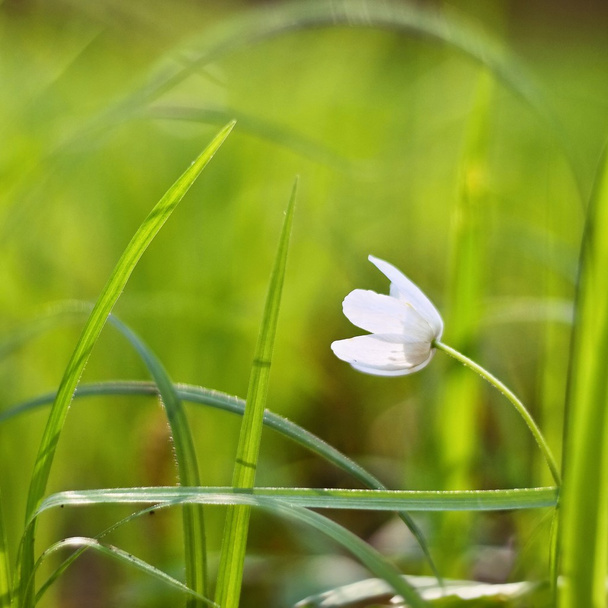 Spring white flowers in the grass (Isopyrum thalictroides) Photos old lens. - Photo, Image