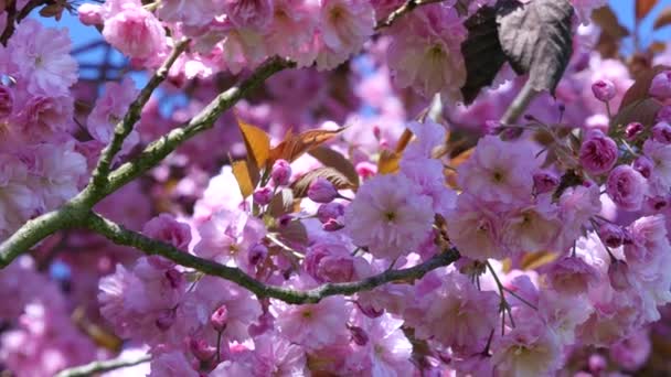 samenstelling met roze sakura bloemen - Video
