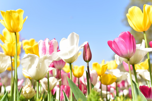 tulipanów w Stambule - Zdjęcie, obraz
