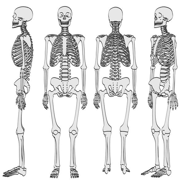 2D ilustracja kreskówka ludzki szkielet - Zdjęcie, obraz