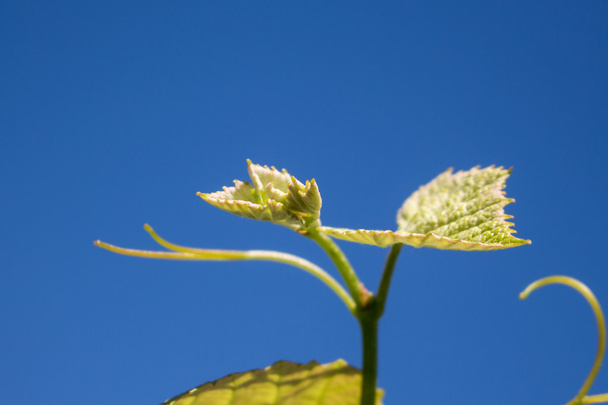 ヴィティス・ヴィニフェラの芽、ブドウの木 - 写真・画像