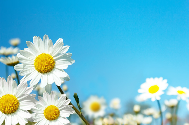 marguerite λευκά λουλούδια - Φωτογραφία, εικόνα