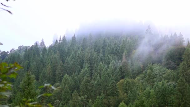 Dağlarda ağaçlarda üzerinde güzel sis - Video, Çekim