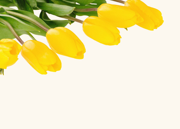 Beautiful bouquet of yellow tulips on a white background - Zdjęcie, obraz