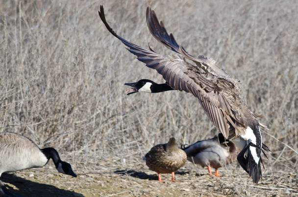 Χήνα του Καναδά Squawking καθώς έρχεται σε για προσγείωση  - Φωτογραφία, εικόνα