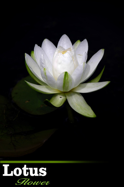 Beyaz lotus çiçeği - Fotoğraf, Görsel