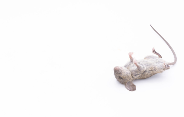 Rata muerta aislada sobre un fondo blanco
. - Foto, imagen