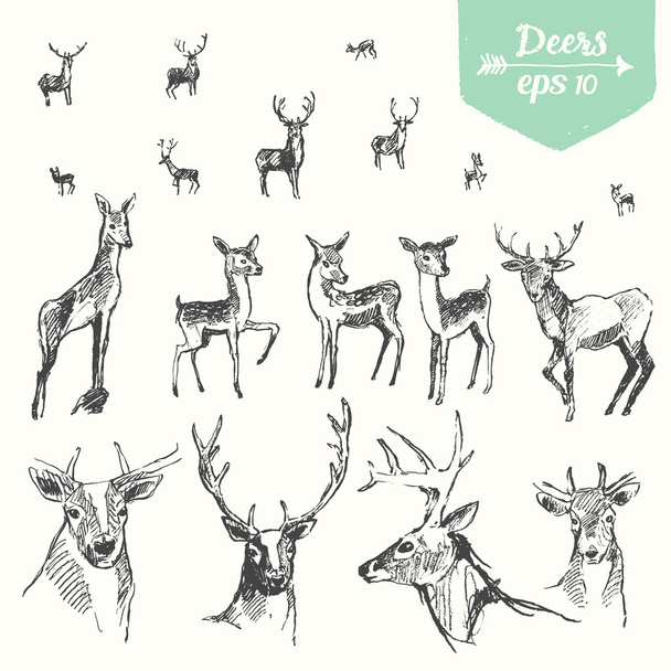 Set de ciervos dibujados a mano ilustración vintage bosquejo
 - Vector, Imagen