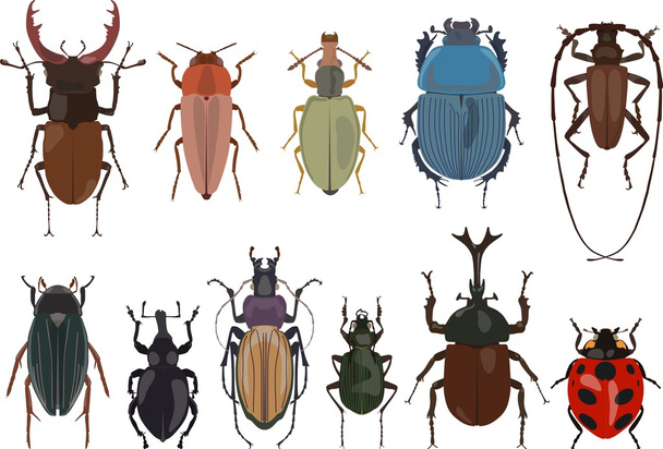 Set verschiedener Käfer- und Käferarten isoliert auf weißem Hintergrund in flachem Stil. Vektorillustration. - Vektor, Bild