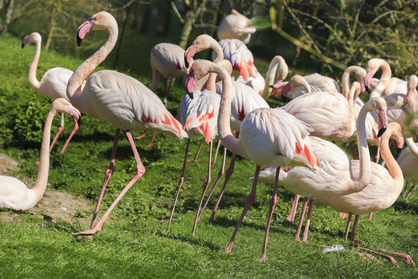 stado różowe flamingi - Zdjęcie, obraz