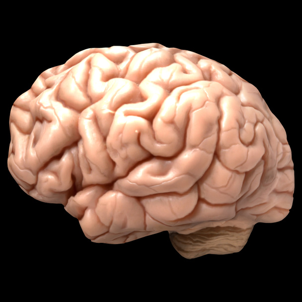órgano cerebral humano - Foto, Imagen