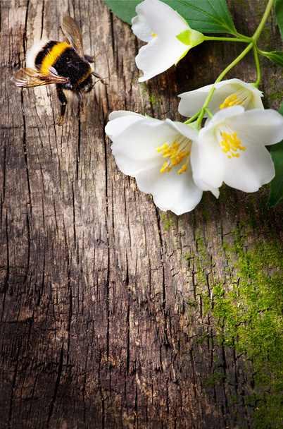 Arı ve çiçek Yasemin - Fotoğraf, Görsel