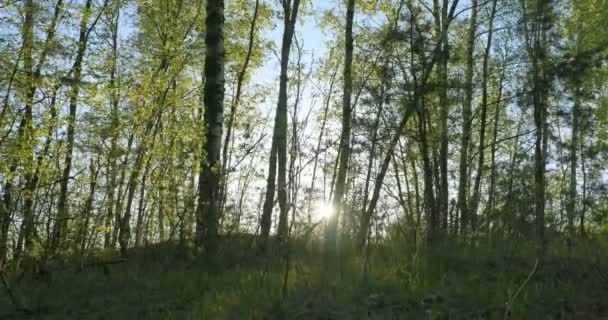 schöne Natur am Morgen im nebligen Frühling  - Filmmaterial, Video