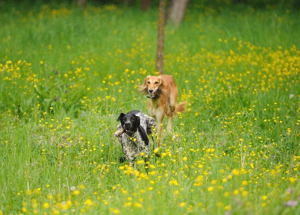 Happy dogs running through a meadow with buttercups - Photo, Image