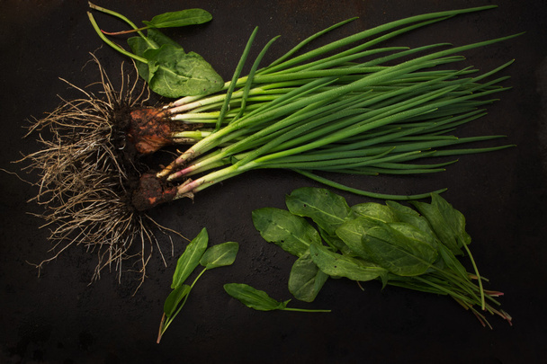 verse groene uien met wortel en zuring op een donkere achtergrond - Foto, afbeelding