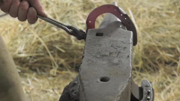 a craftsman farrier replace horseshoes - Footage, Video