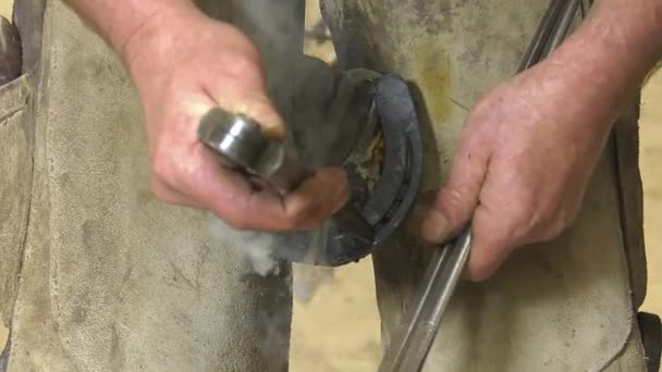 a craftsman farrier replace horseshoes - Footage, Video
